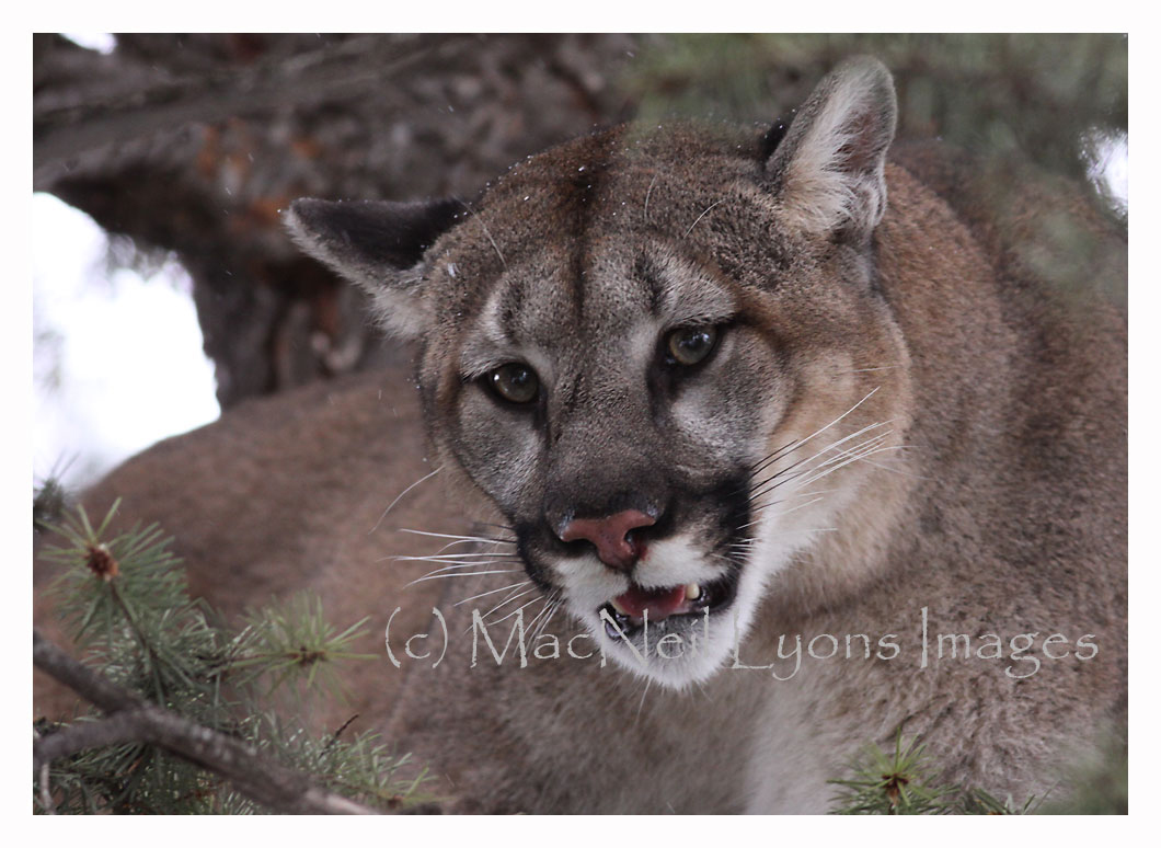 What sounds do cougars make?