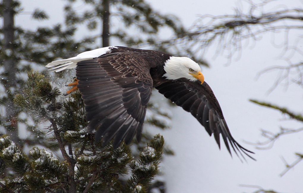 Bald Eagle takes flight