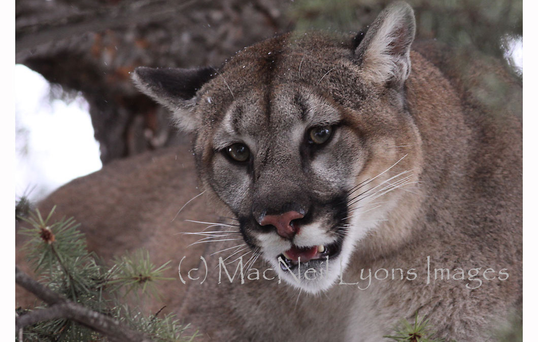 A Rare Observation into the Wild – Cougar & Wolf