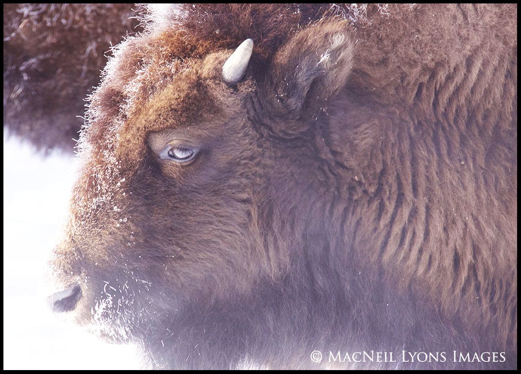 BLog 02.01.16 Bison Calf