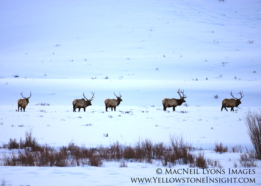 Line of bull elk, Soda Butte Creek Valley, Yellowstone. February 2016.