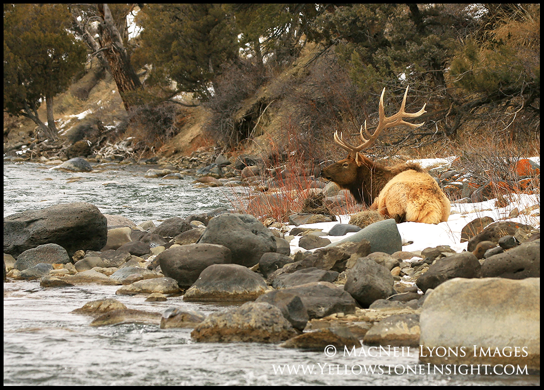 A mature bull elk enjoys time along the Gardner River, Yellowstone. February 2016.