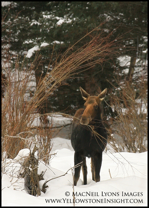 Moose in the willow, Geode Creek, Yellowstone. February 2016.