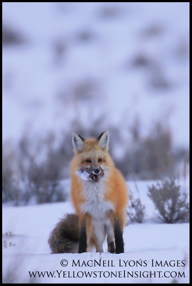 Red Fox Cache 1_2324