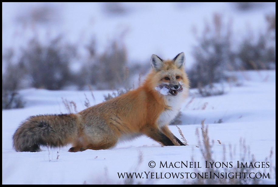 Red Fox Cache 2_2327