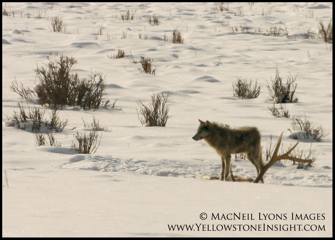 Wolf pup with elk antlers, Lamar Valley, Yellowstone. February 2016.