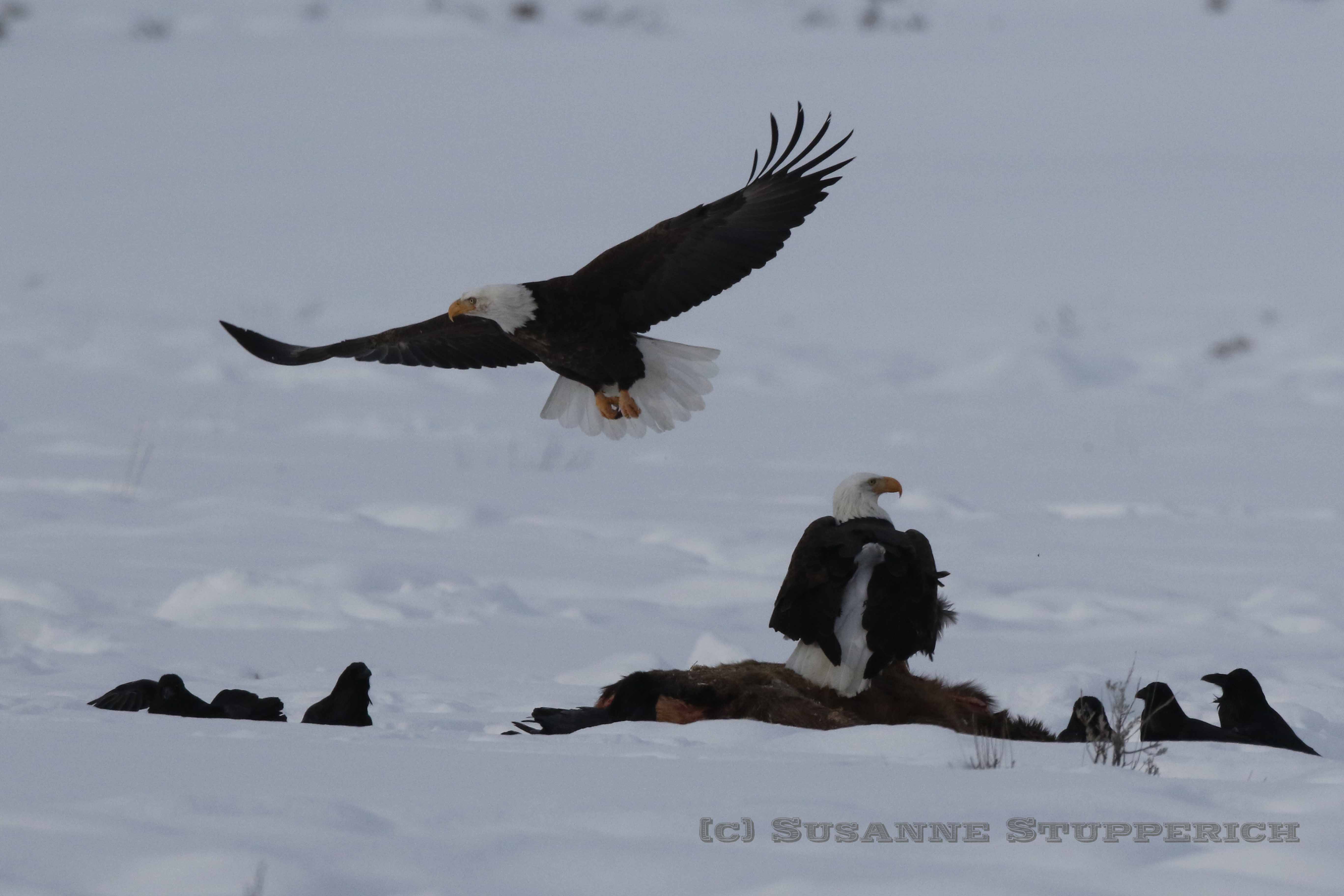 Bald eagles on cow elk carcass, Yellowstone. February 2016.