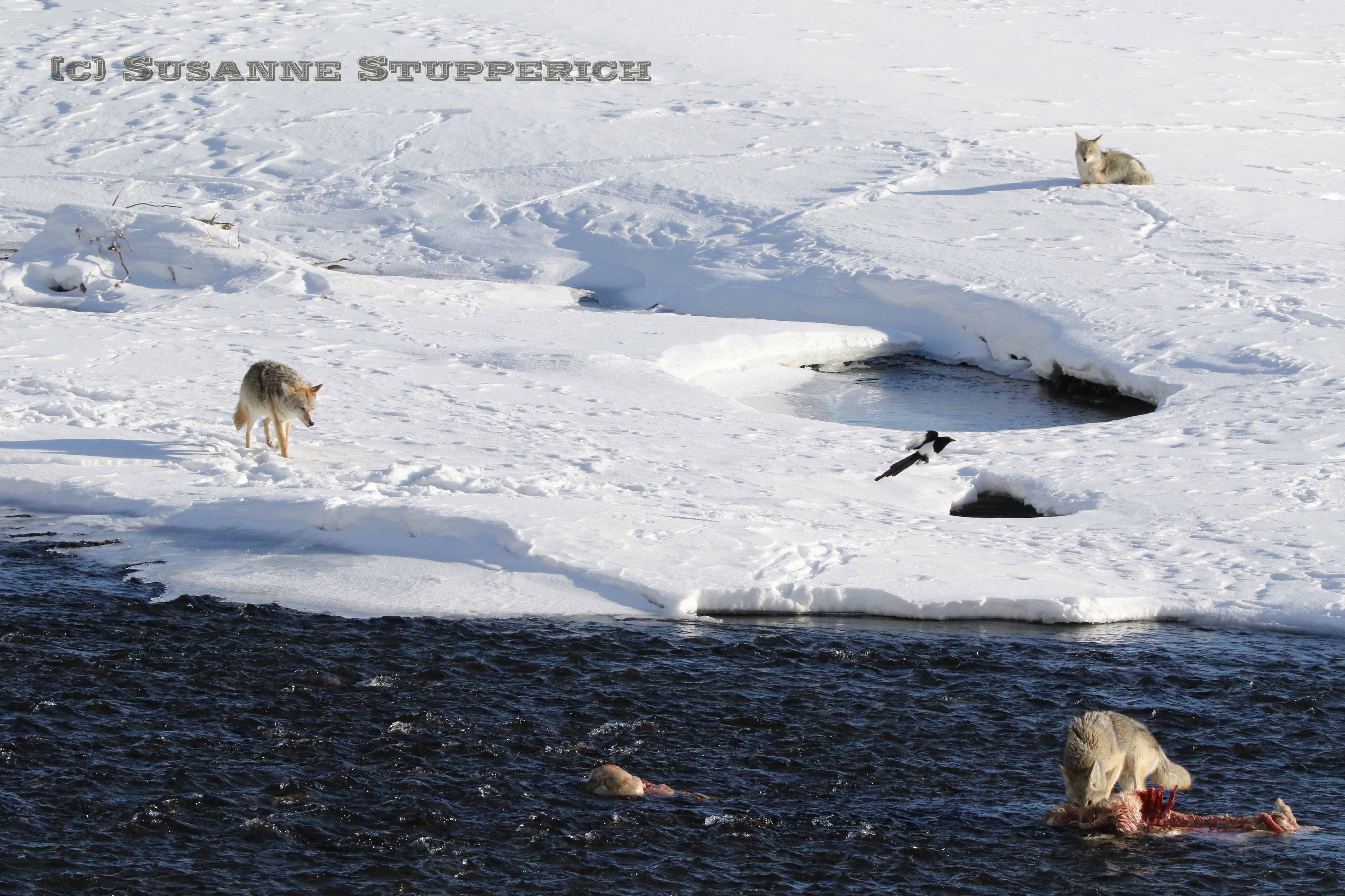 Coyote near Lamar River & Soda Butte Creek Confluence. Yellowstone. February 2016.