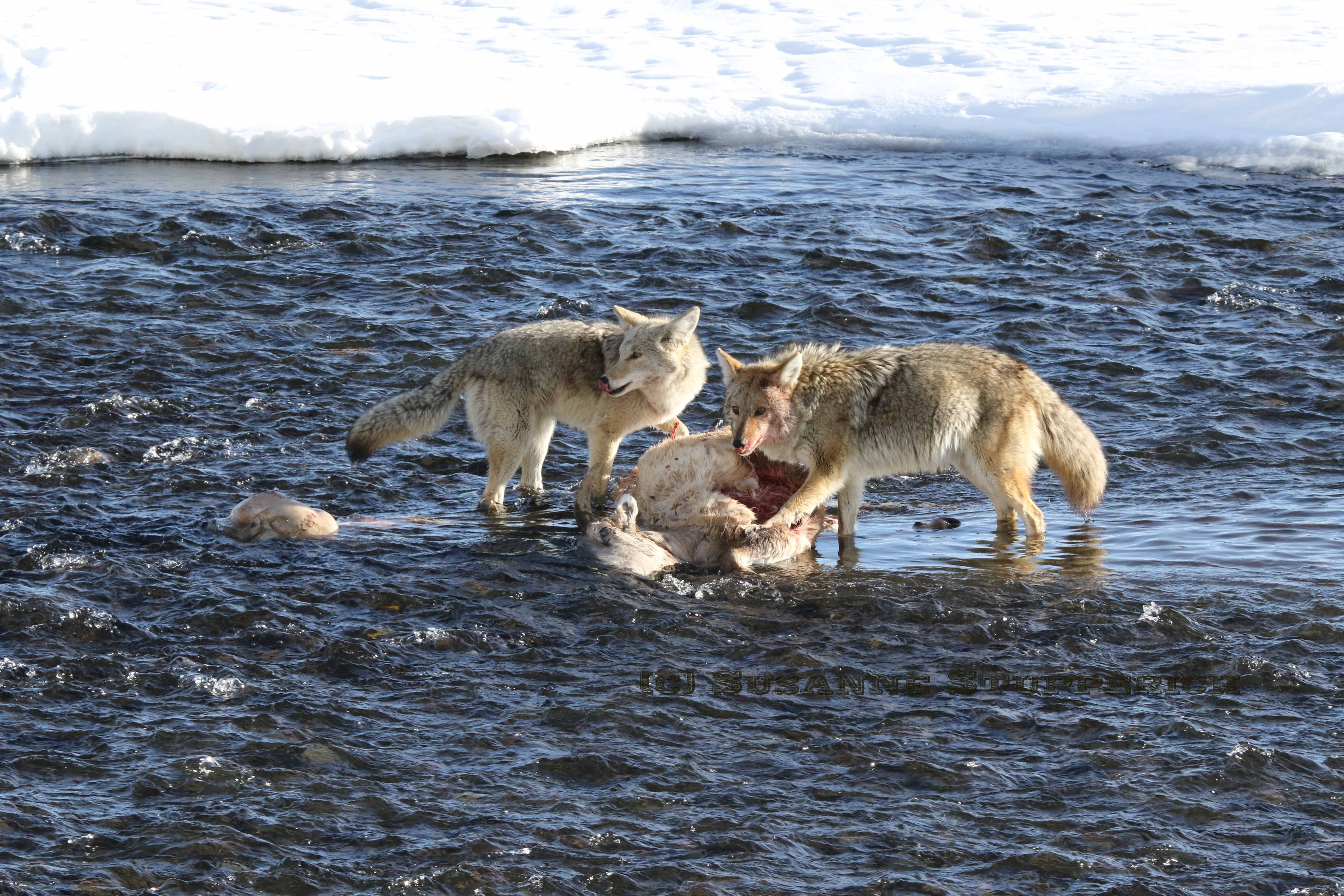 Coyotes feast upon a female bighorn ewe, Lamar Valley. Yellowstone. February 2016.