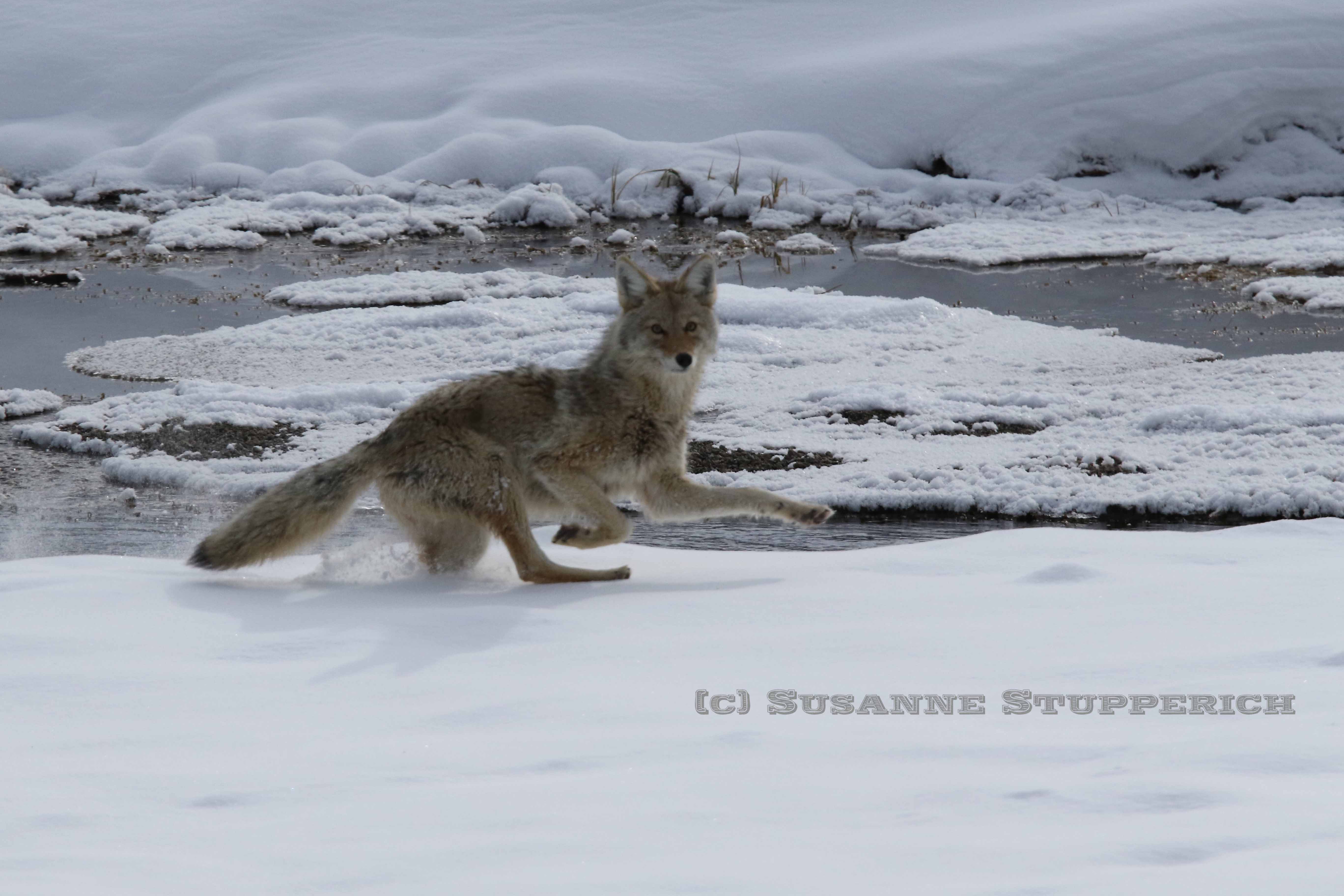 Skittish Coyote. Yellowstone. February 2016.