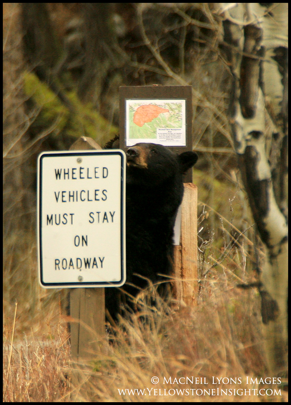 Black Bear Sign Rub_5893