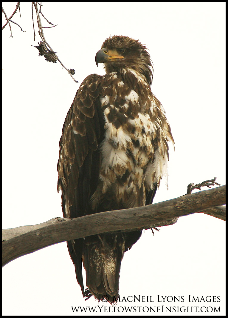 bald-eagle-lake_7418