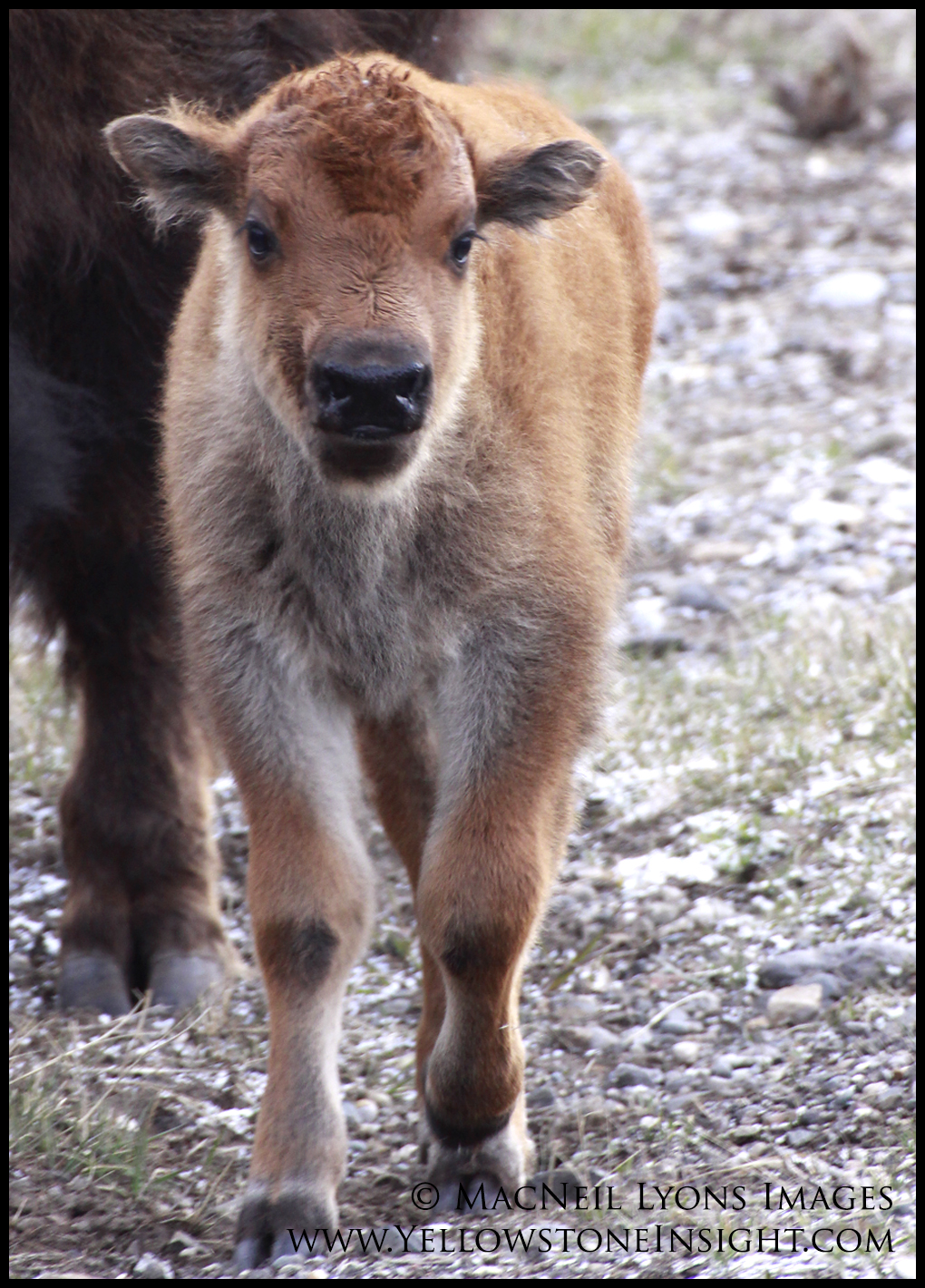 bison-calf_8566