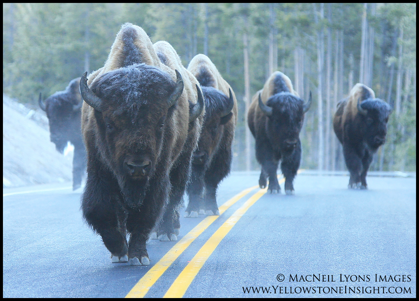 bison-walking-road_5668