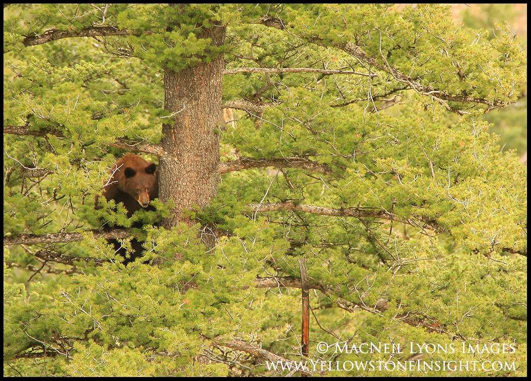 black-bear-backcountry-sow_6090