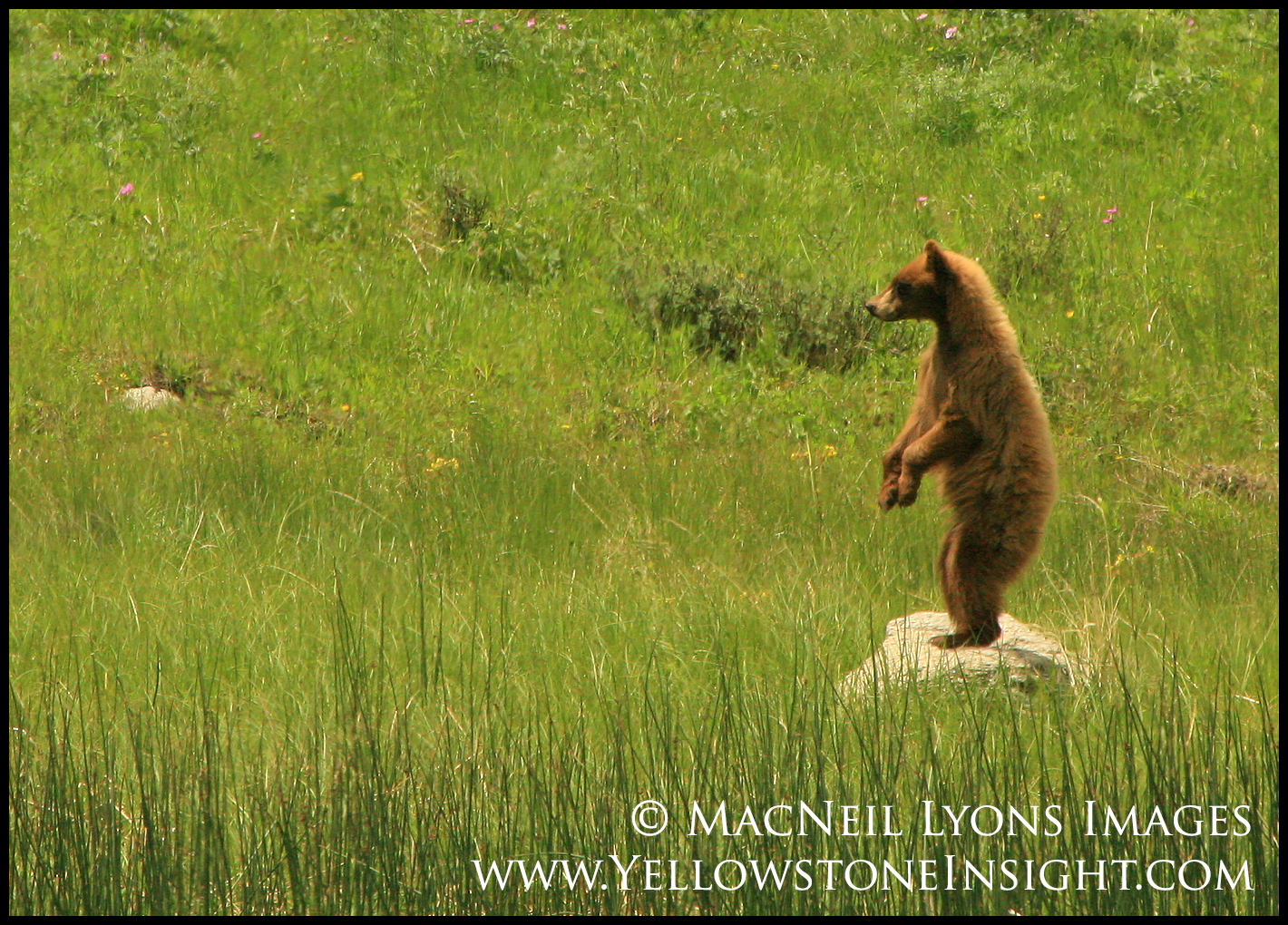 black-bear-standing_0538