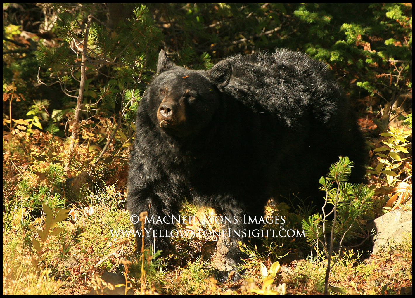 blackbearsowwhitebarkcones_4771