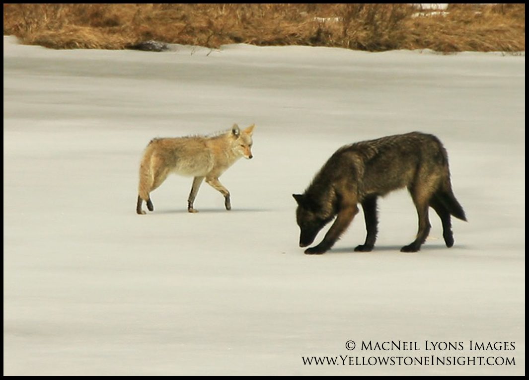 blacktail-coyotewolf-wm_5071
