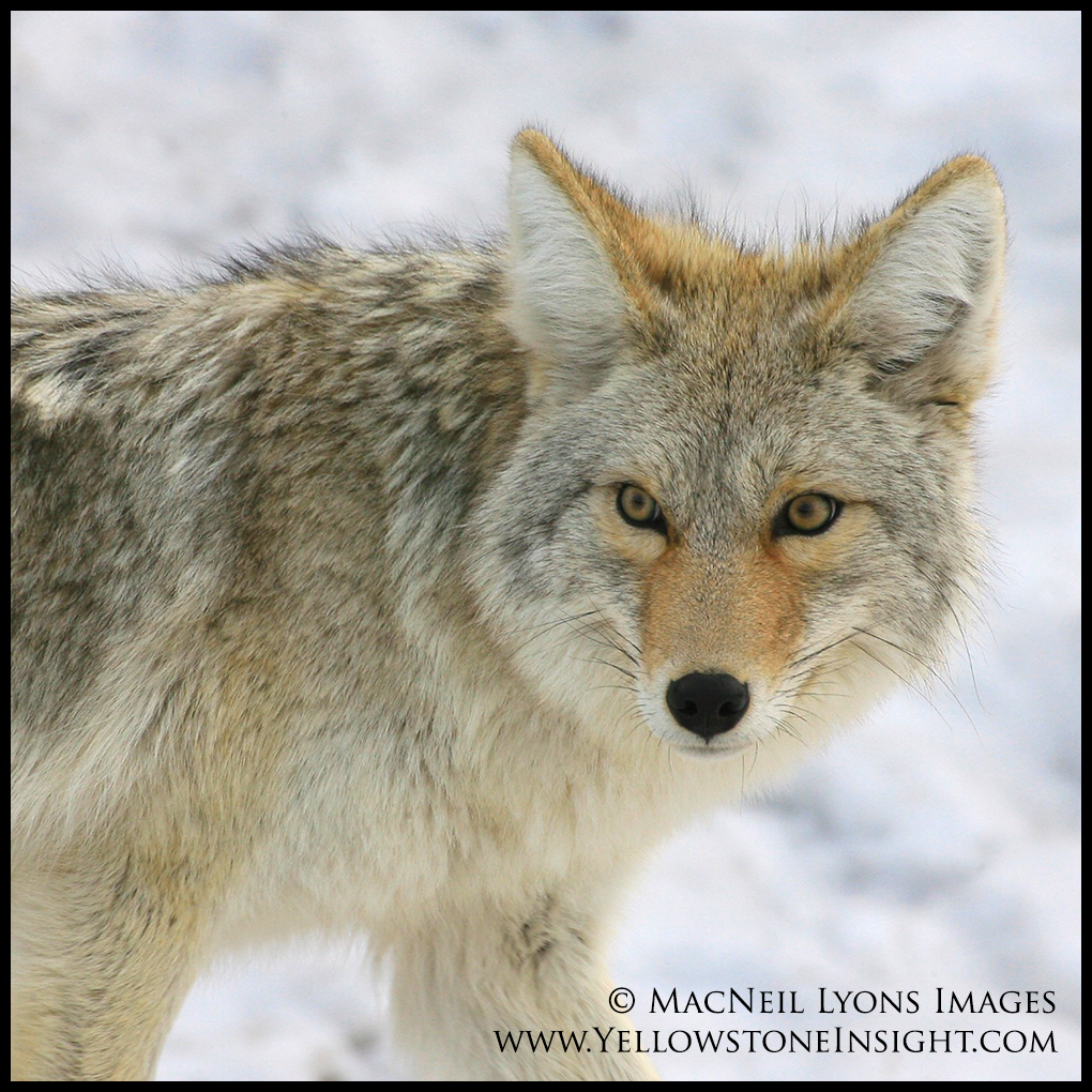 coyote-face_2813