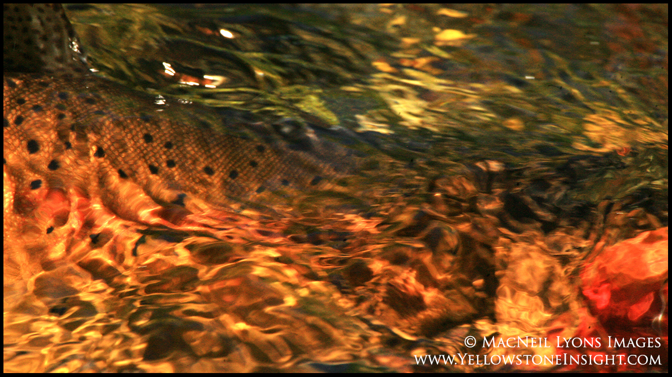 cutthroat-trout_0629