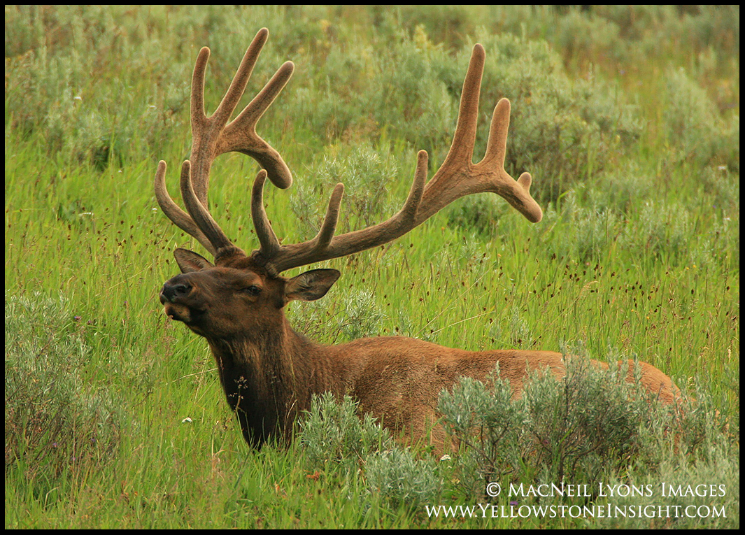 elk-bull-getting-bigger-07-10-16_1910