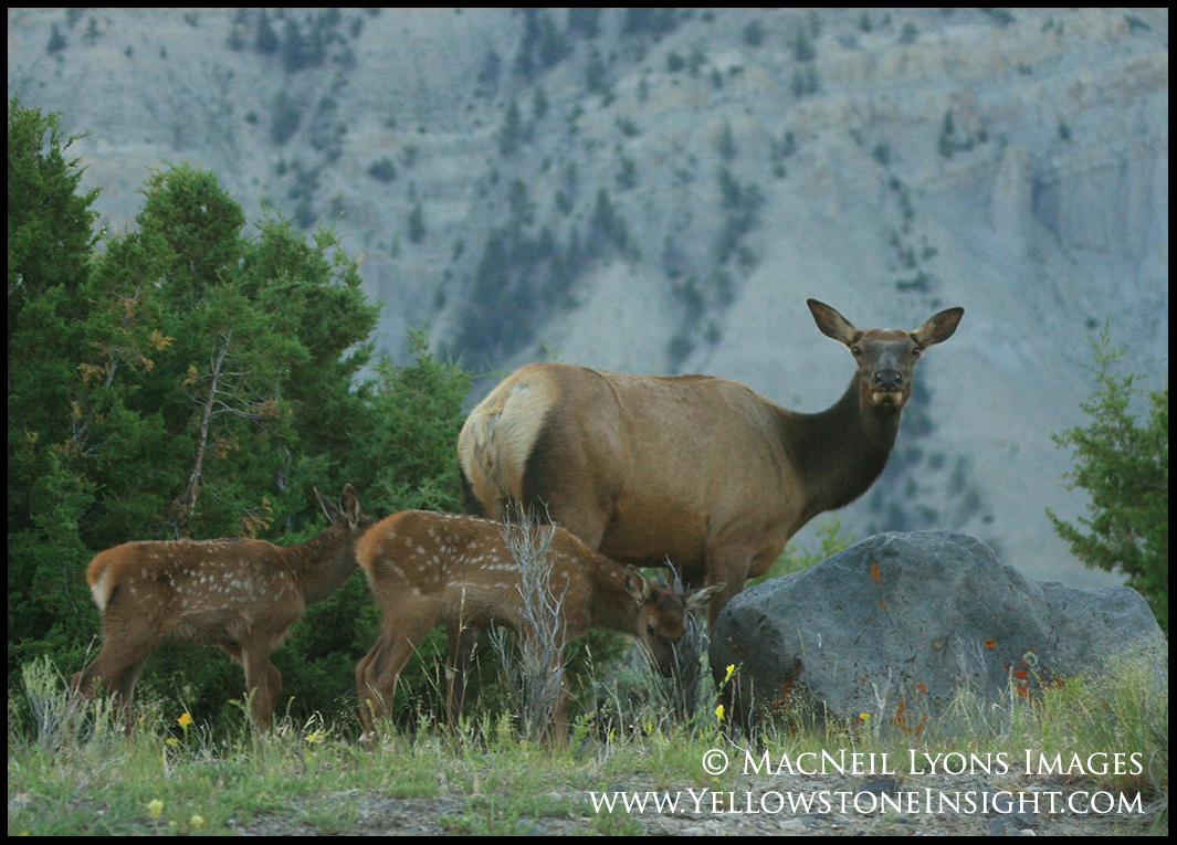 elk-near-mammoth_1358