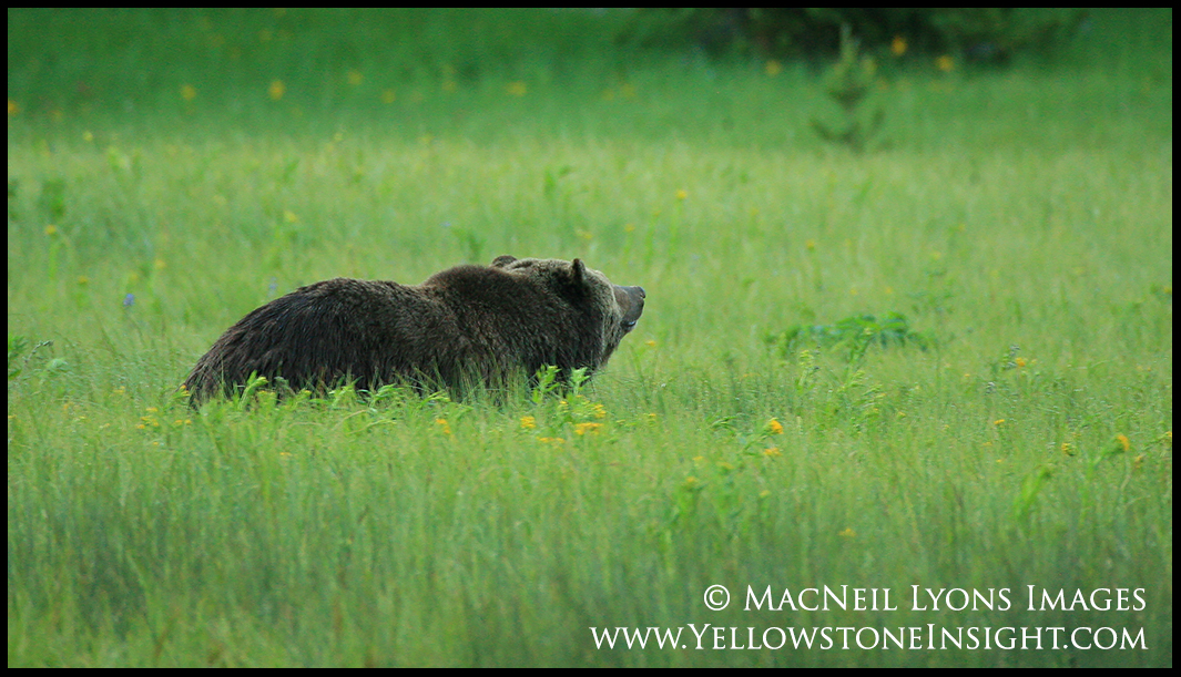 grizzly-bear-green-meadow_0857