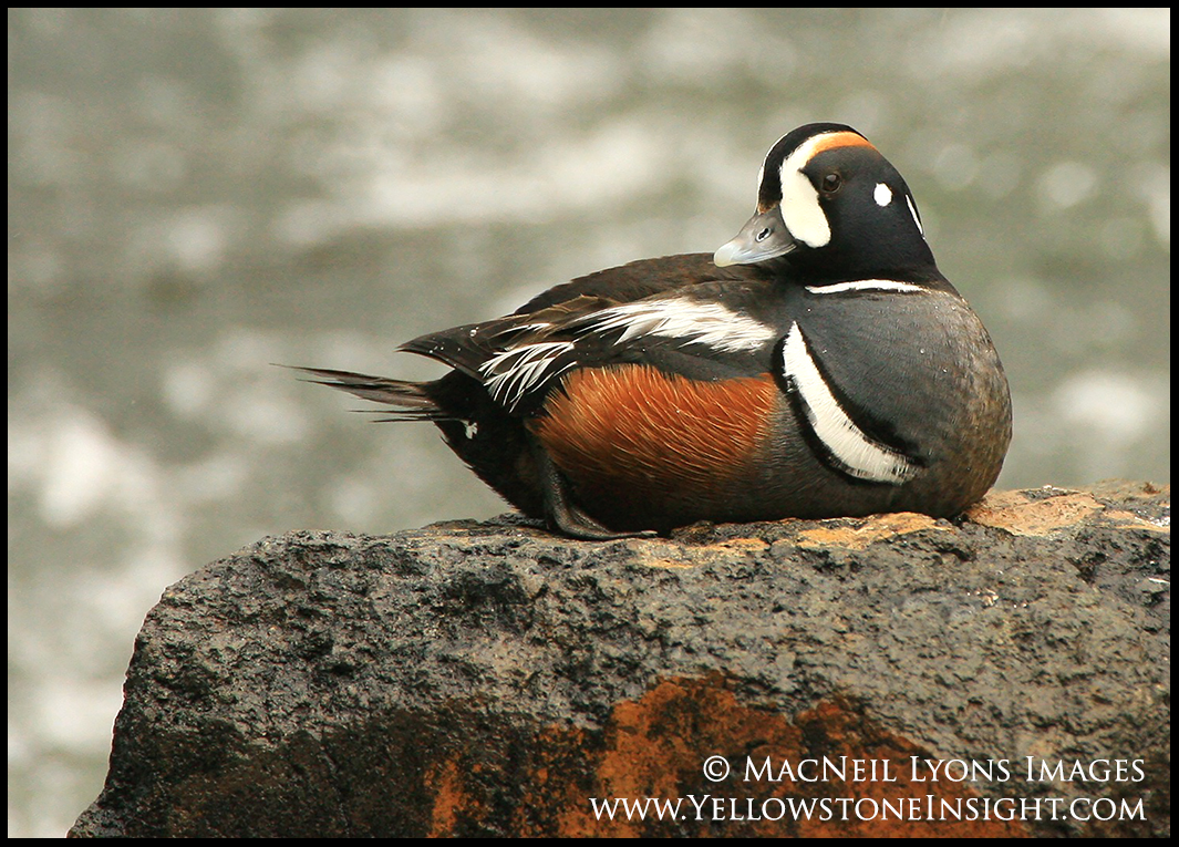 harlequin-duck-1_7345