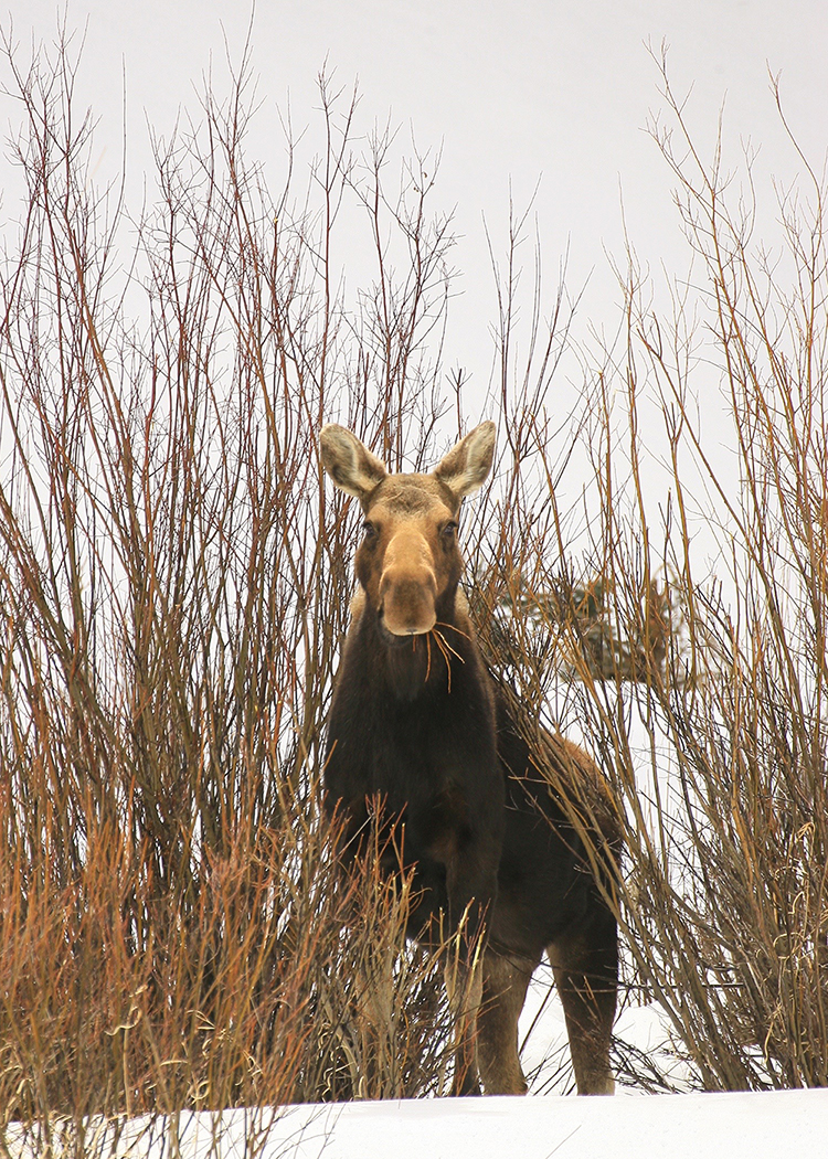 moose-1_4562