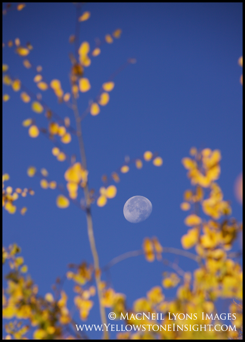 photoday-aspen-moon_8548