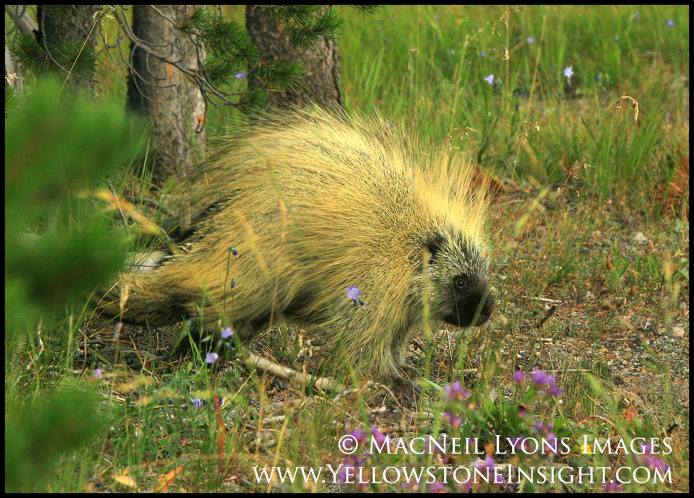 porcupine_2492