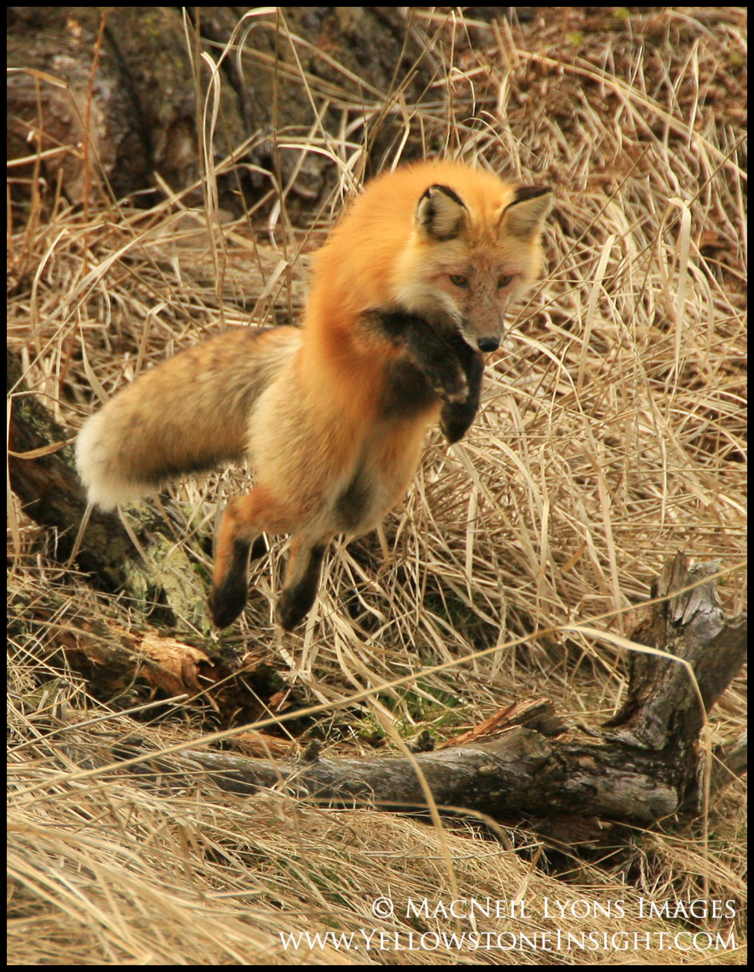 red-fox_5511